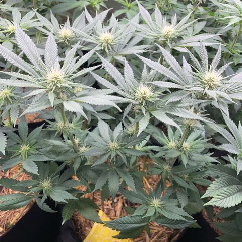 Permanent Marker by KilliczGe growlog timeline photo