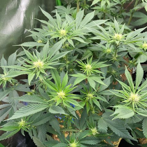 Purple Zkittlez #2 by KilliczGe growlog timeline photo