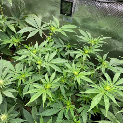 Purple Zkittlez #1 by KilliczGe growlog timeline photo