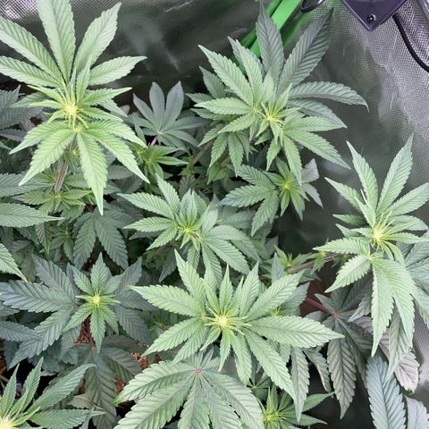 Cereal Milk #3 by KilliczGe growlog timeline photo