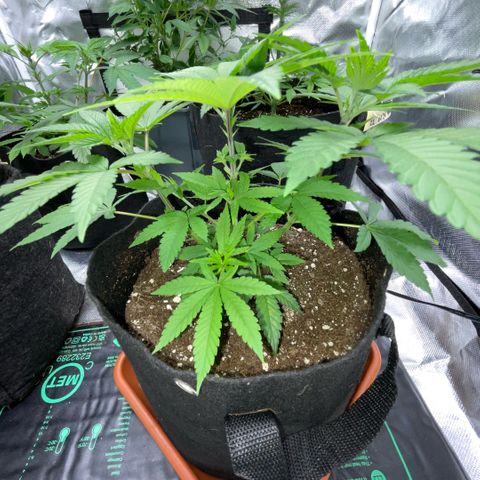 Big Bud 1 Klon 1 by KilliczGe growlog timeline photo