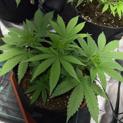 Big Bud 1 Klon 1 by KilliczGe growlog timeline photo