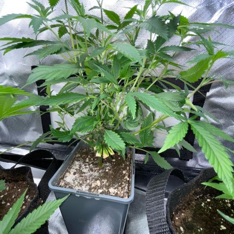 Tangerine Dream Clon #1 by KilliczGe growlog timeline photo