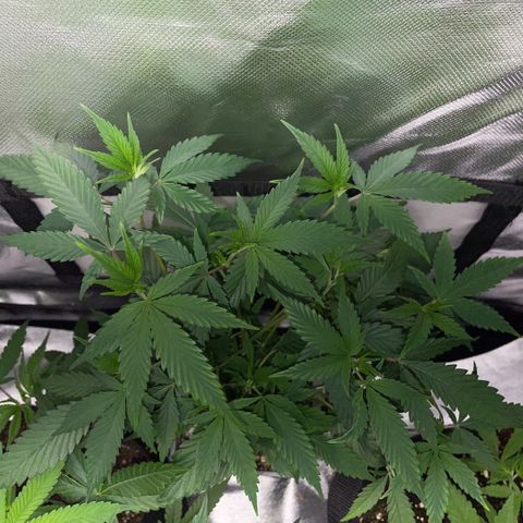 Tangerine Dream Clon #1 by KilliczGe growlog timeline photo