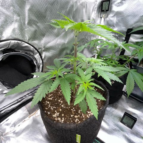 Dante’s Inferno - Mile High Dave by KilliczGe growlog timeline photo