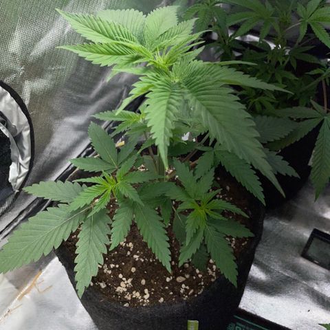 Dante’s Inferno - Mile High Dave by KilliczGe growlog timeline photo