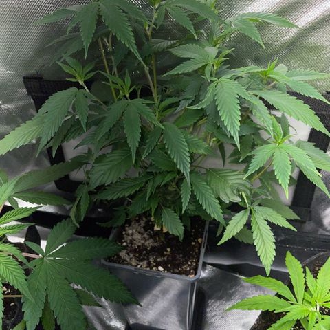 Tangerine Dream Clon #1 by KilliczGe growlog timeline photo
