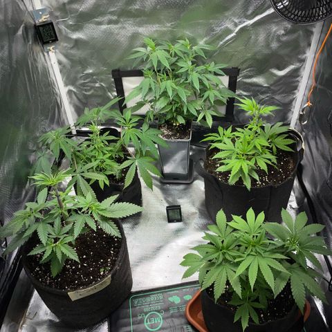 Dante’s Inferno - Mile High Dave by KilliczGe growlog timeline photo