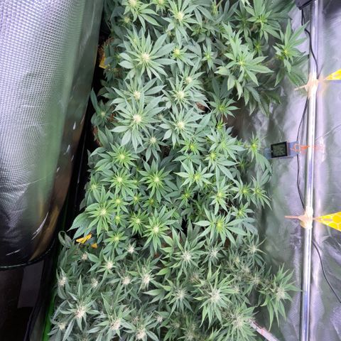 Cereal Milk #3 by KilliczGe growlog timeline photo