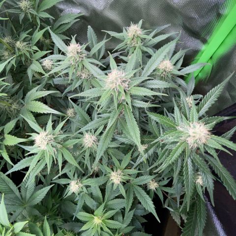 Purple Punch Automatic by KilliczGe growlog timeline photo