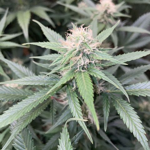 Purple Punch Automatic by KilliczGe growlog timeline photo