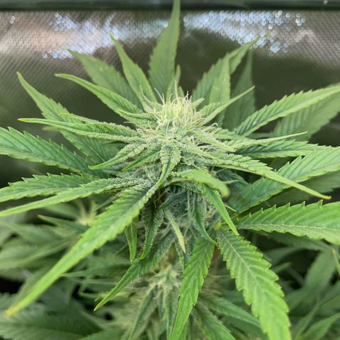 White Widow Automatic by KilliczGe growlog timeline photo