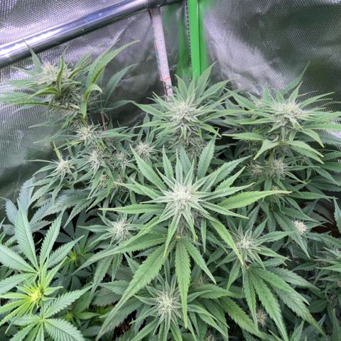 White Widow Automatic by KilliczGe growlog timeline photo