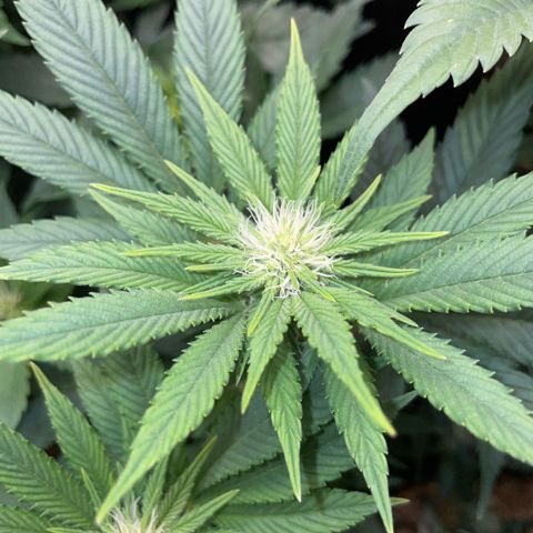 Big Bud by KilliczGe growlog timeline photo