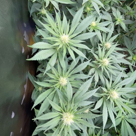 Permanent Marker by KilliczGe growlog timeline photo