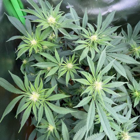 Purple Zkittlez #2 by KilliczGe growlog timeline photo