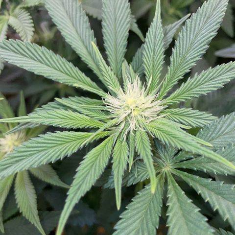 Purple Zkittlez #2 by KilliczGe growlog timeline photo