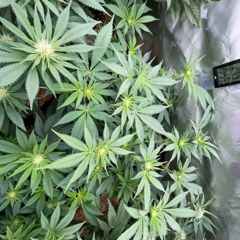 Purple Zkittlez #1 by KilliczGe growlog timeline photo