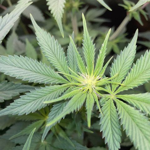 Purple Zkittlez #1 by KilliczGe growlog timeline photo