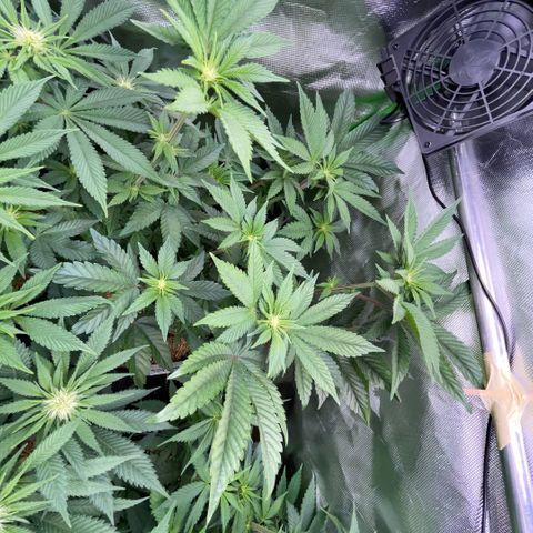 Cereal Milk #3 by KilliczGe growlog timeline photo