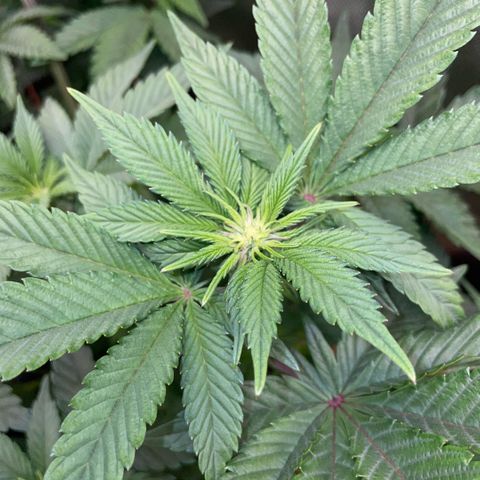 Cereal Milk #3 by KilliczGe growlog timeline photo