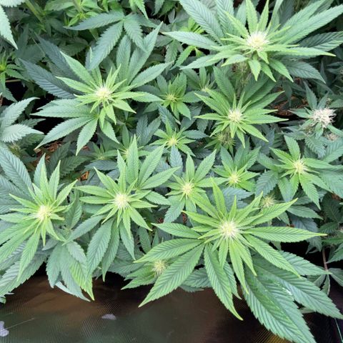 Big Bud by KilliczGe growlog timeline photo