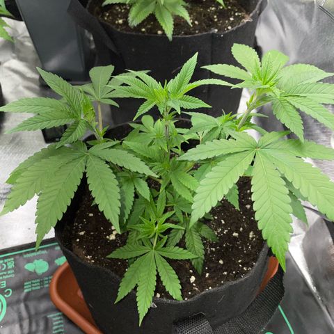 Big Bud 1 Klon 1 by KilliczGe growlog timeline photo