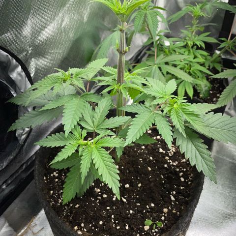 Dante’s Inferno - Mile High Dave by KilliczGe growlog timeline photo