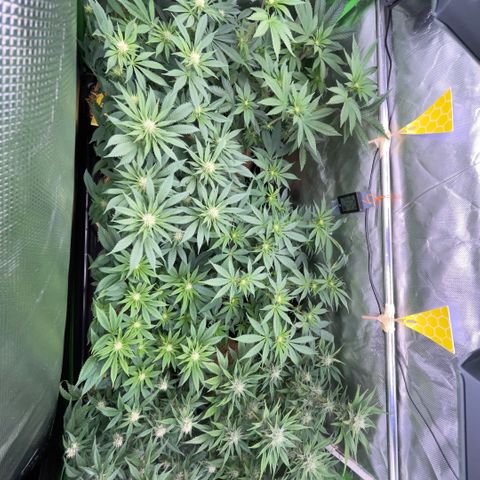 Cereal Milk #3 by KilliczGe growlog timeline photo