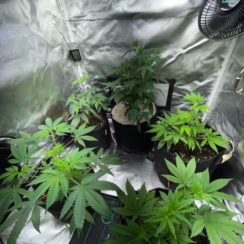 Dante’s Inferno - Mile High Dave by KilliczGe growlog timeline photo