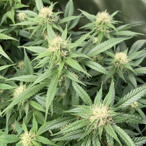 Purple Punch Automatic by KilliczGe growlog timeline photo