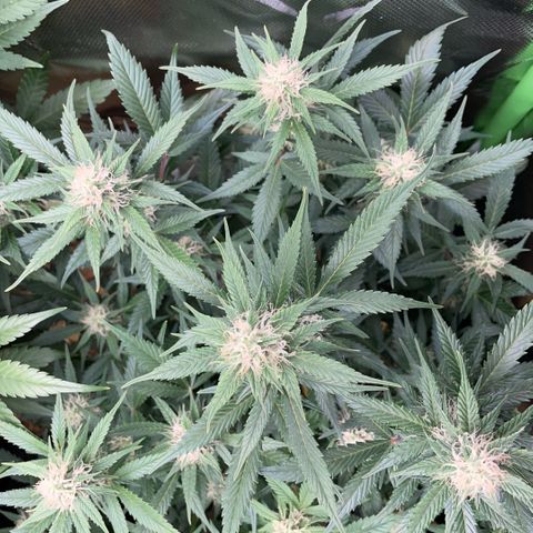 Purple Punch Automatic by KilliczGe growlog timeline photo