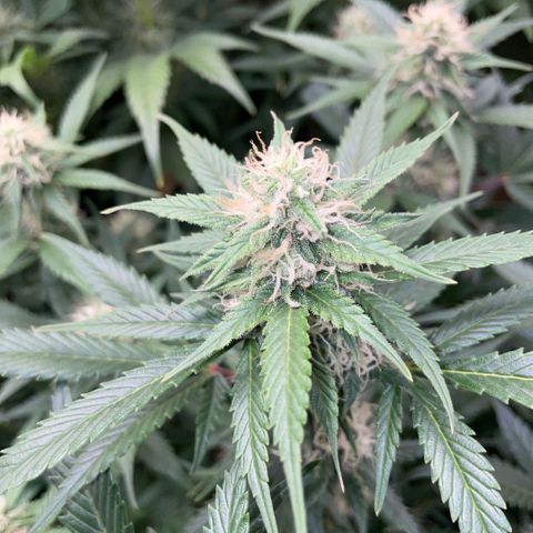 Purple Punch Automatic by KilliczGe growlog timeline photo