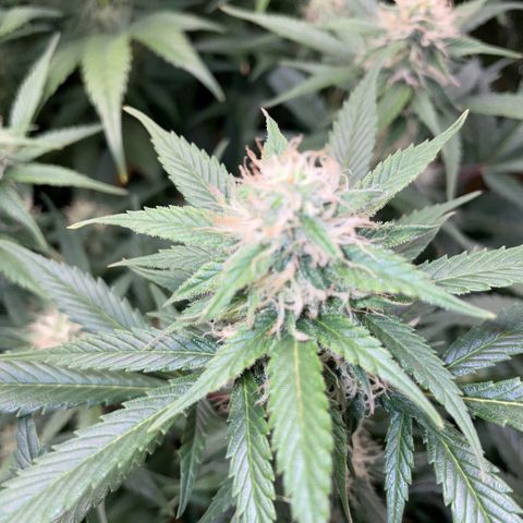 Purple Punch Automatic by KilliczGe growlog timeline photo