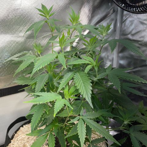 Tangerine Dream Clon #1 by KilliczGe growlog timeline photo