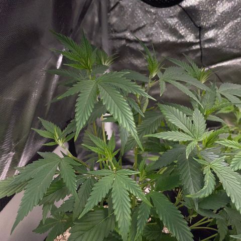 Tangerine Dream Clon #1 by KilliczGe growlog timeline photo