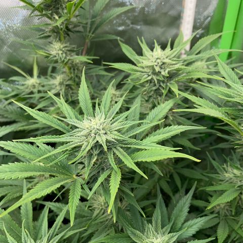 White Widow Automatic by KilliczGe growlog timeline photo