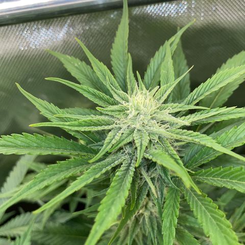 White Widow Automatic by KilliczGe growlog timeline photo