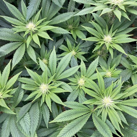 Big Bud by KilliczGe growlog timeline photo