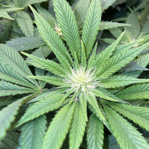 Big Bud by KilliczGe growlog timeline photo