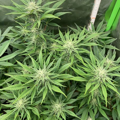 White Widow Automatic by KilliczGe growlog timeline photo