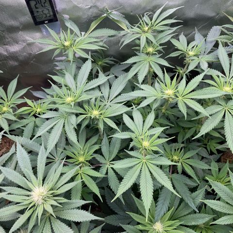 Purple Zkittlez #1 by KilliczGe growlog timeline photo