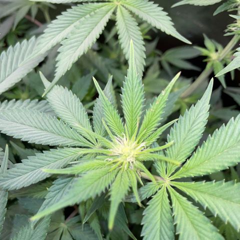 Purple Zkittlez #1 by KilliczGe growlog timeline photo