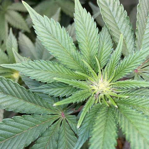 Cereal Milk #3 by KilliczGe growlog timeline photo