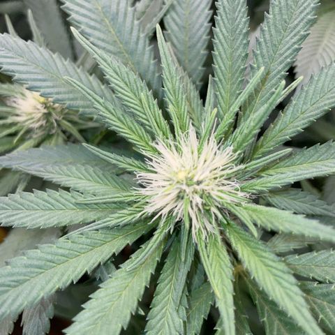 Permanent Marker by KilliczGe growlog timeline photo