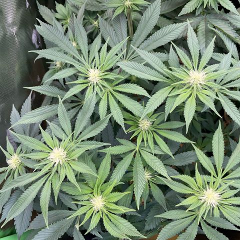 Purple Zkittlez #2 by KilliczGe growlog timeline photo