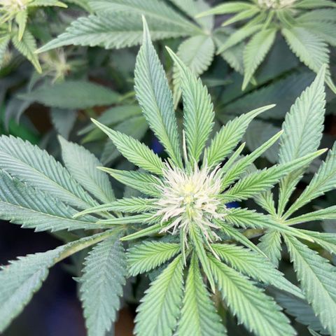 Purple Zkittlez #2 by KilliczGe growlog timeline photo