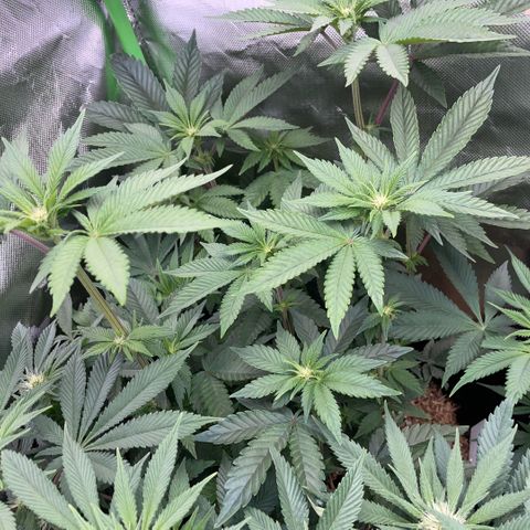 Cereal Milk #3 by KilliczGe growlog timeline photo