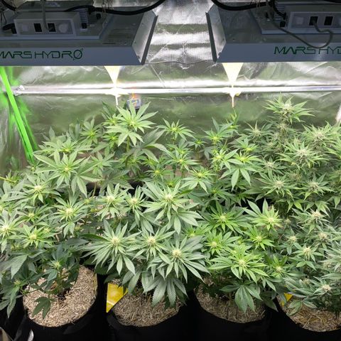 Cereal Milk #3 by KilliczGe growlog timeline photo