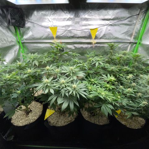 Cereal Milk #3 by KilliczGe growlog timeline photo